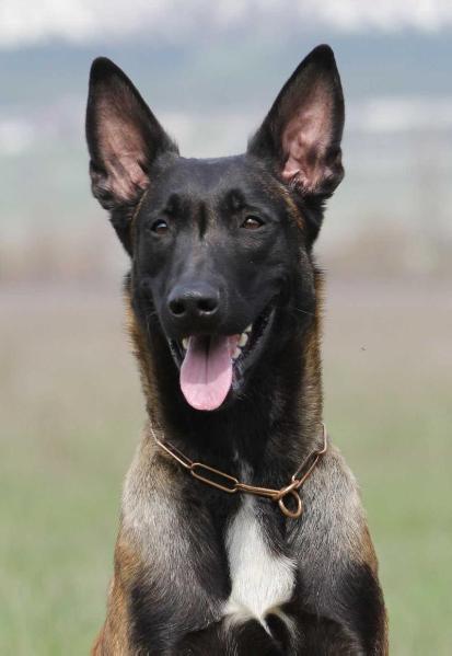 Strela iz Komandy Azart | Belgian Malinois 