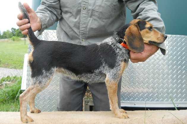 Scroghams Blue Lil Cassie | Beagle 