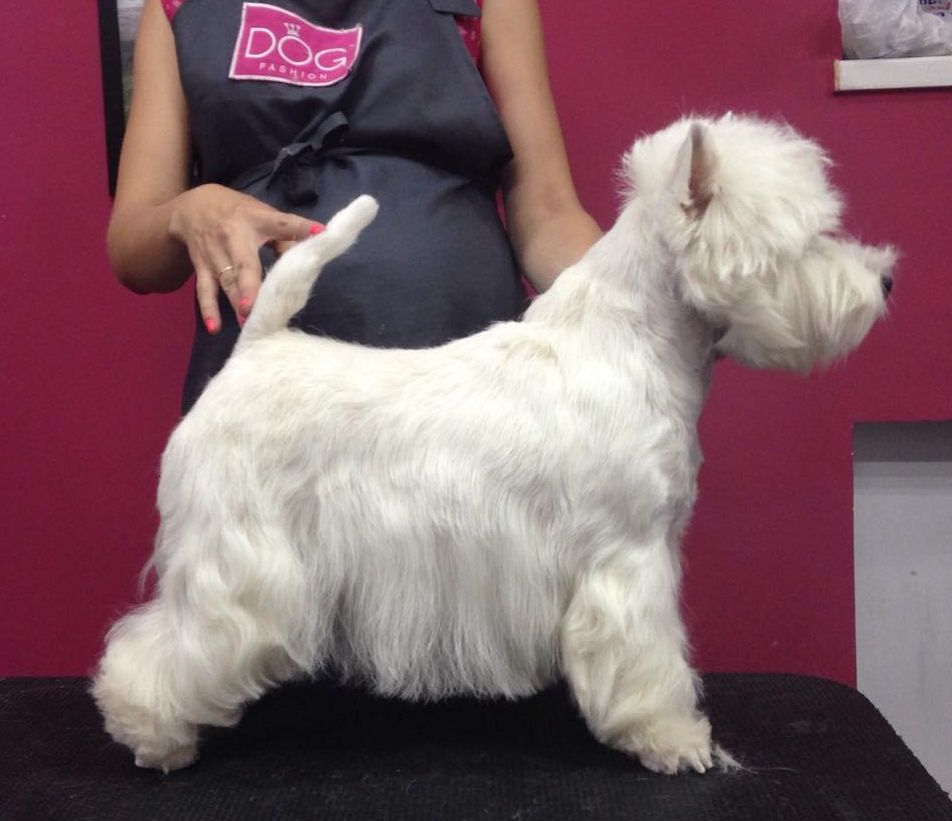 Sharada Iz Vestrgrada | West Highland White Terrier 