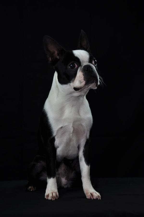 Mia Little Storybook Fairytale | Boston Terrier 