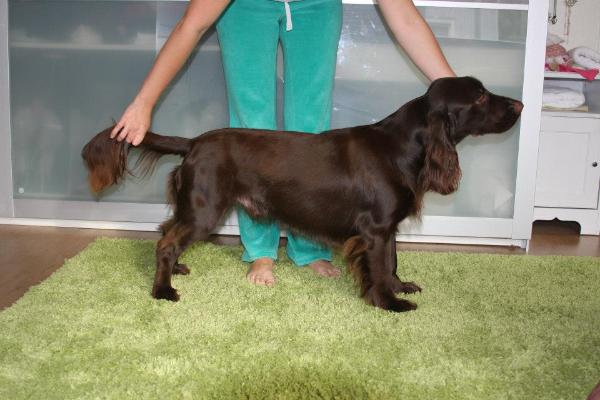 Icemint Kultakalle | Field Spaniel 