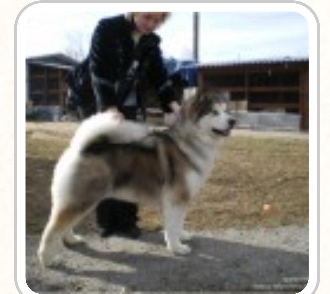 Pandora Ot Filipoovoy | Alaskan Malamute 