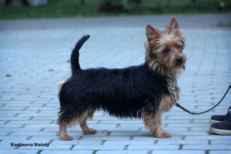 Jenuaria iz Zvezdnogo Grafstva | Australian Terrier 