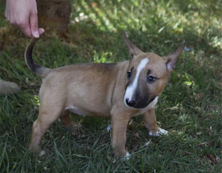 EPOCA VALOR INTER PLATA | Miniature Bull Terrier 