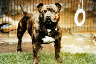 Staff McMichael | Staffordshire Bull Terrier 