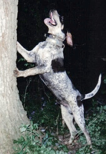 Rocky Run Blue Terry | American English Coonhound 