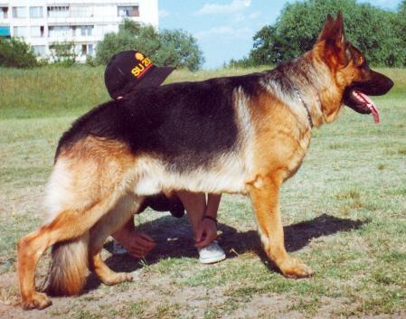 Meg Rhodopy CS | German Shepherd Dog 