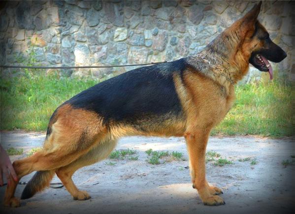 Vega Volk Odina | German Shepherd Dog 