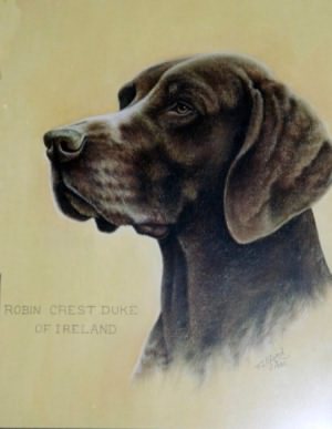 Robin Crest Duke of Ireland | German Shorthaired Pointer 