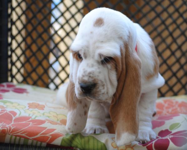 Cove Mountain Iris Of Stonewall | Basset Hound 