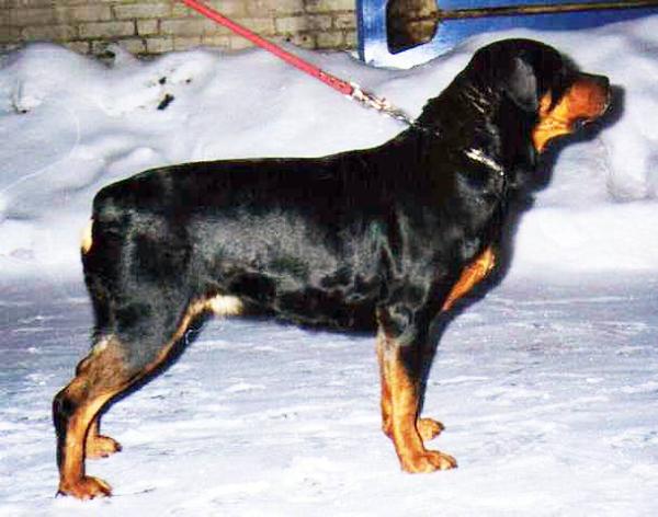 Polnigris Hart | Rottweiler 