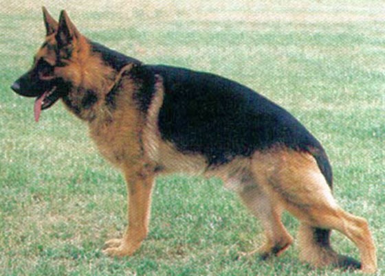 Jaguar vom Mönchberg | German Shepherd Dog 