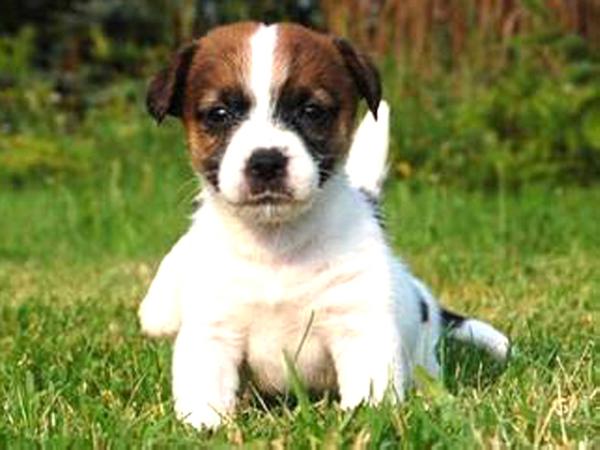 Malcom z Herbu Sapaly | Jack Russell Terrier 