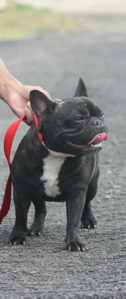 Hamarocka Jiji Lothbrok | French Bulldog 