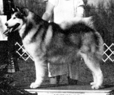 Kimiska's Klouds Of War | Alaskan Malamute 