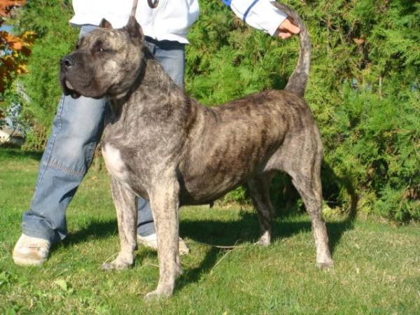 Alba de Alacant Bull | Perro de Presa Canario 