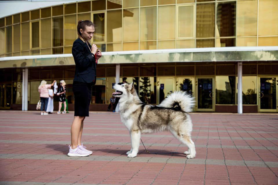 HILLARY VASILYEV OSTROV | Alaskan Malamute 