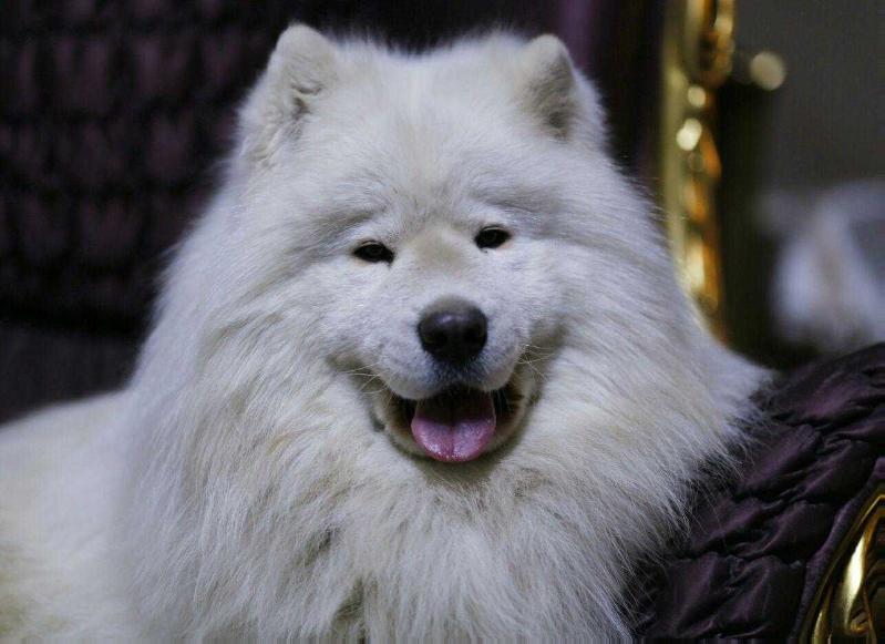 Amundsen Team ALBINO | Samoyed 