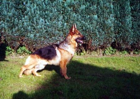 Ximo v.d. vier Buchen | German Shepherd Dog 