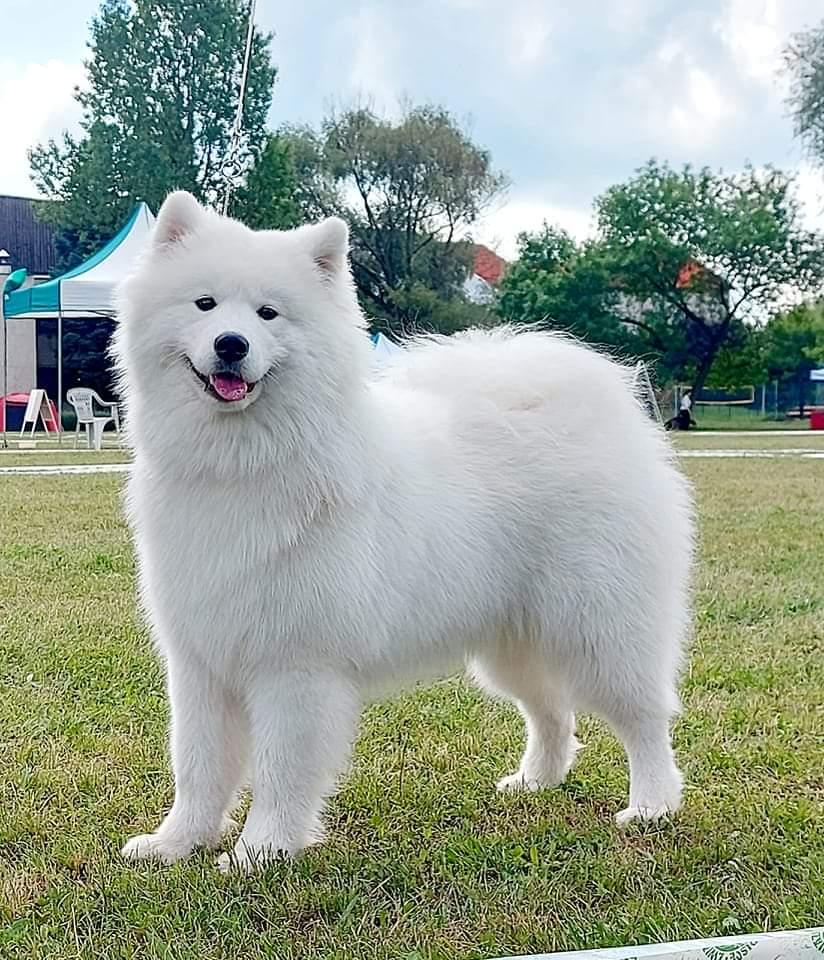 Arctic Challenge I LOVE YOU | Samoyed 