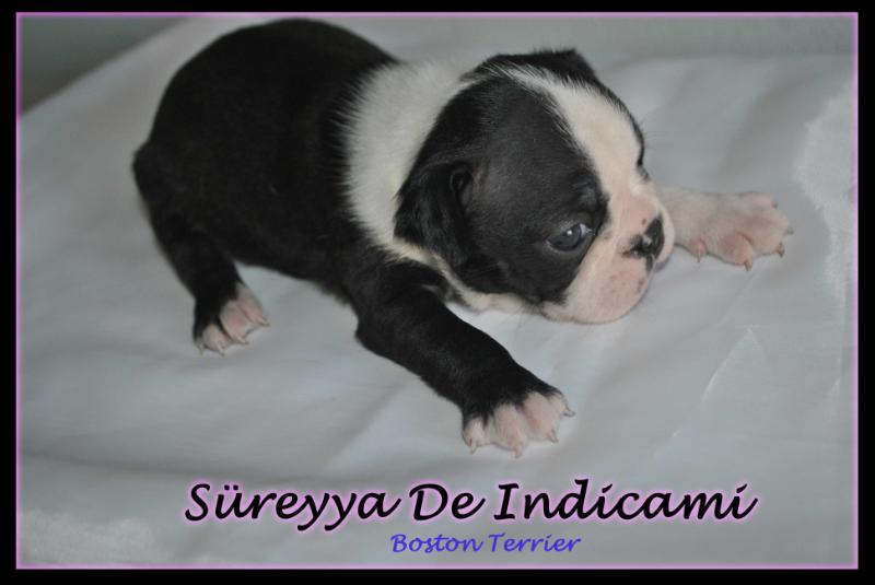 Süreyya De Indicami | Boston Terrier 