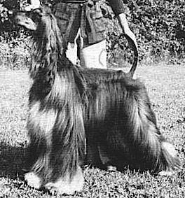 Zuvenda Razcym | Afghan Hound 