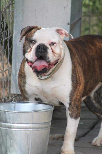 Cox's Ms. Pokie of Cleo's | American Bulldog 