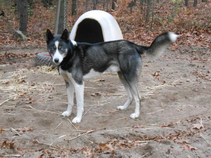 Zogoskin Goose Of Thunderfeet 96.15 | Siberian Husky 