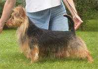 BLUEPEPPER'S THUNDER ROSE | Australian Terrier 
