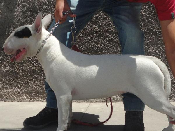 Jakeka constanza dolam d' bregon | Bull Terrier 