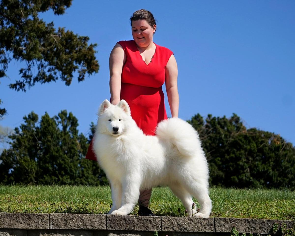 Snowshoe’s Travelin’ Man | Samoyed 