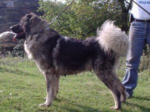 Geamaro De Valeni | Caucasian Mountain Dog 