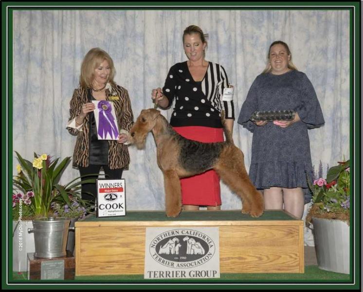 Sherwood Siren Song | Airedale Terrier 