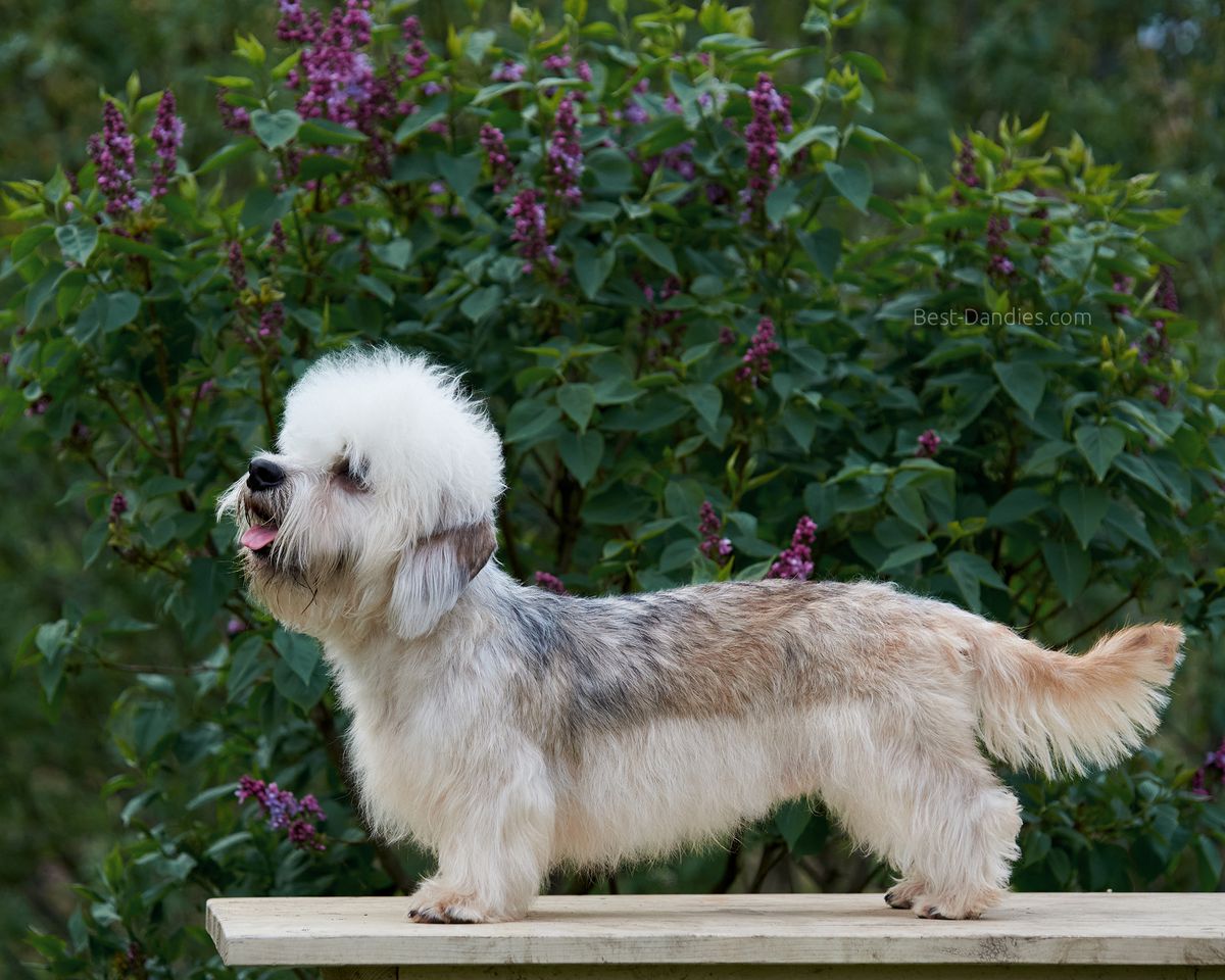 Sunny Magic Schopenhauer | Dandie Dinmont Terrier 