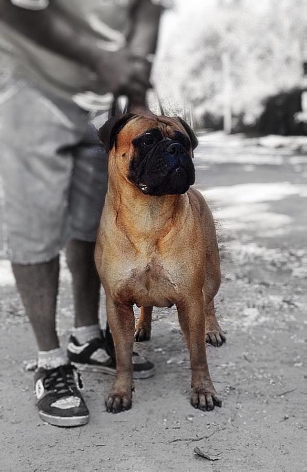 Minas Anor's All of Me | Bullmastiff 