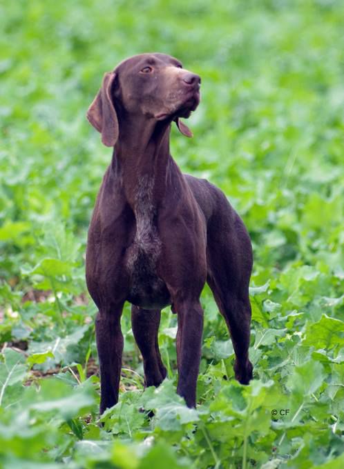 Grazia du Val de Ceze | German Shorthaired Pointer 