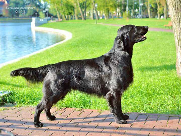 STARWORKERS QUINCY JONES | Flat-Coated Retriever 