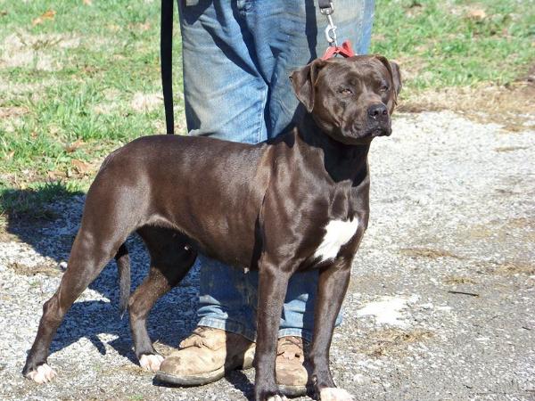 J backs'S benelli super nova of kk | American Bulldog 