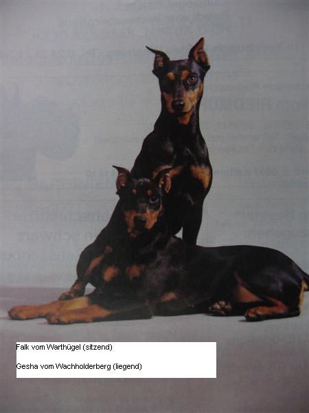 FALK vom Warthugel | German Pinscher 