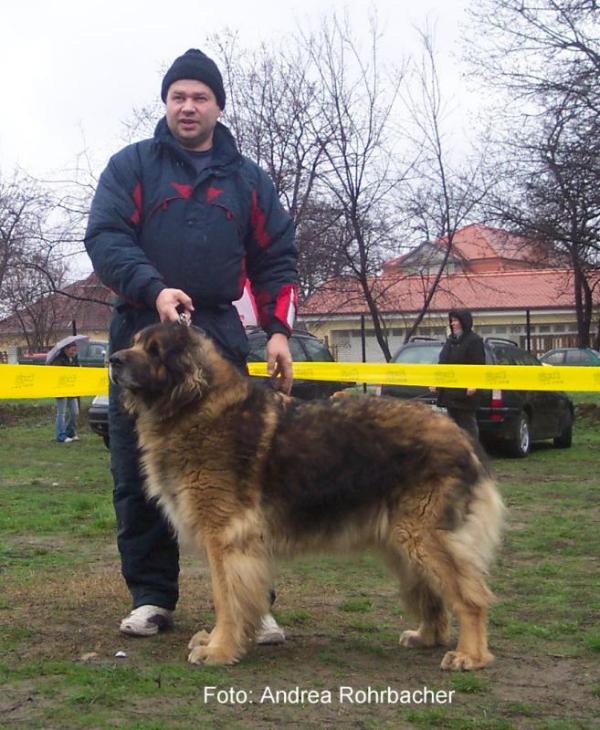 Abigel v. Matthiasberg | Leonberger 