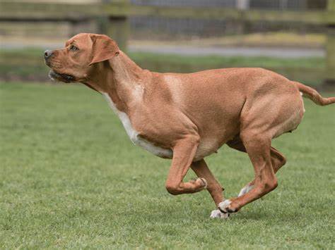 Portuguese Pointer