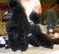 Canmoy's Disco Inferno | Poodle 