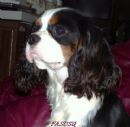 Aberlour Cornish Pixie | Cavalier King Charles Spaniel 