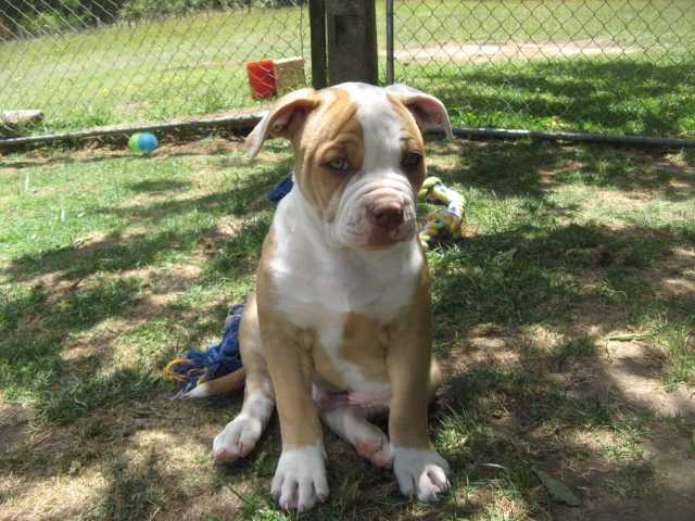 Pirate Treasures Johnny Walker | American Bulldog 