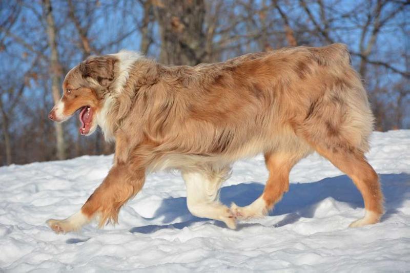 Frontrunner Pryme Time At Hilltop | Australian Shepherd 