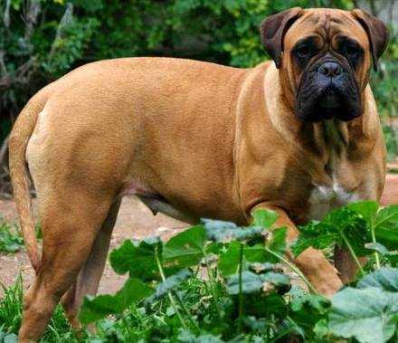 Verus Amicus Gilmith | Bullmastiff 