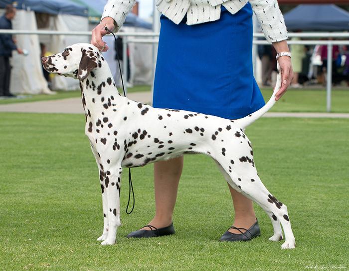 Ibadan it aint personal | Dalmatian 