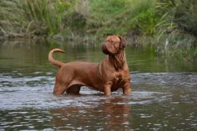 Bronzantiq Confiture Aux Cochons (AI) | Dogue de Bordeaux 