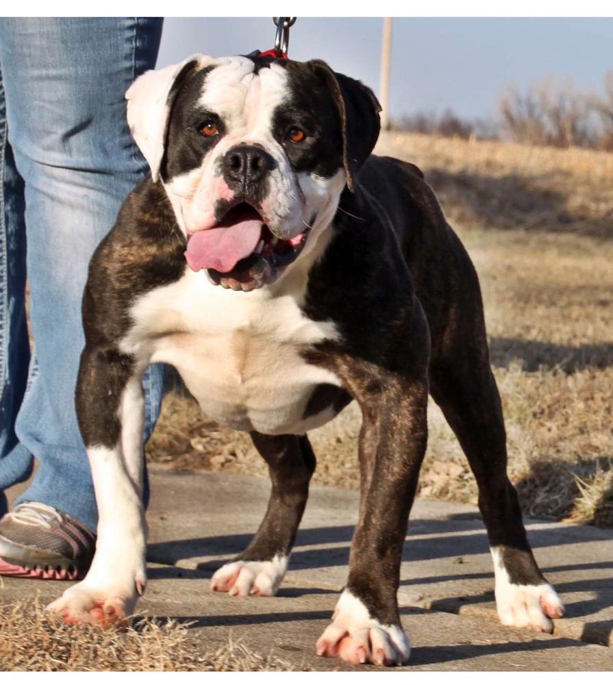 Evolution's Shiva | Olde English Bulldogge 