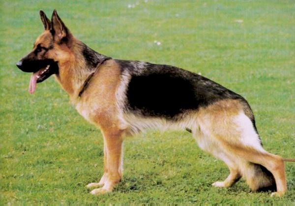 Häsel von Tannenmeise | German Shepherd Dog 